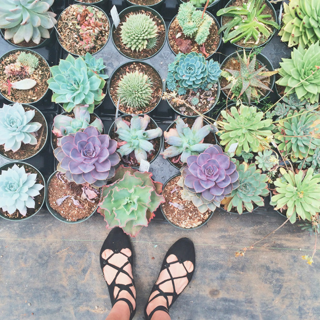 How To Pick The Right Plants For Your Place!